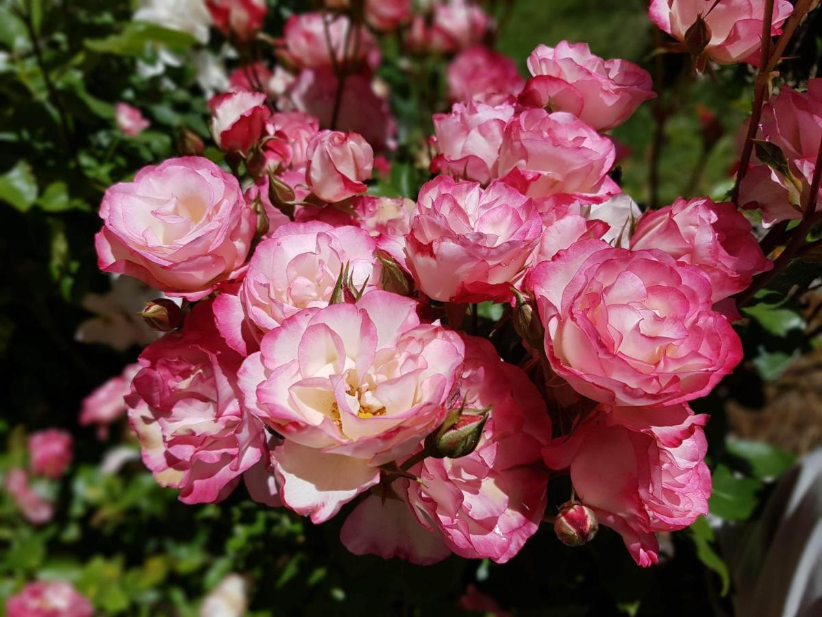 De Las Rosas Bariloche Kültér fotó